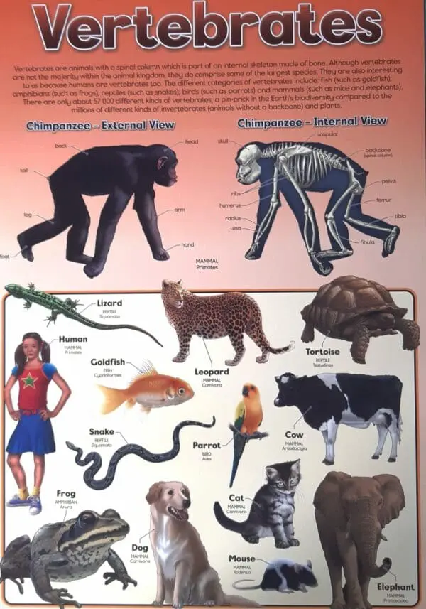 Vertebrate Animals - Wall Chart - Laminated 76cm x 52cm