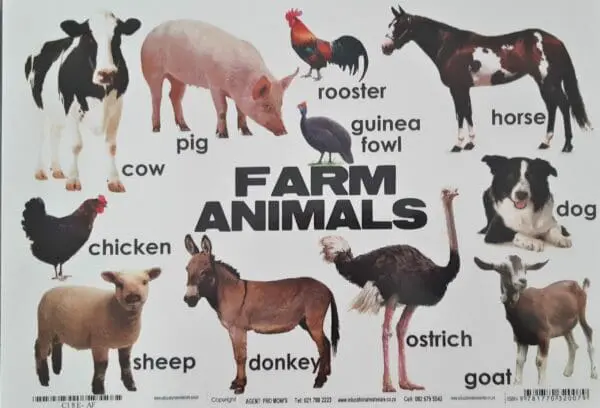 Farm Animals - Wall Chart - Laminated 320mm x 455mm