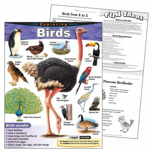 Exploring Birds - Wall Chart