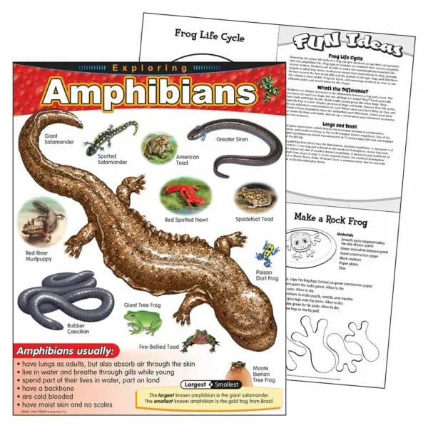 Exploring Amphibians - Wall Chart
