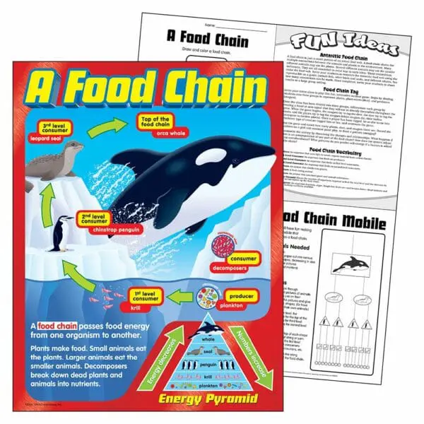 A Food Chain - Wall Chart