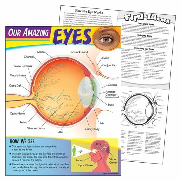 Our Amazing Eyes - Wall Chart +/-43x56cm