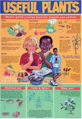 Useful Plants - Wall Chart - A1 Laminated