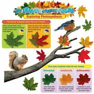 Why Leaves Change Color - Mini Bulletin Board Set