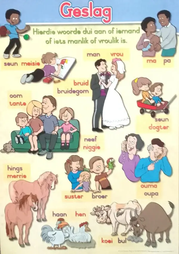 Geslag - Afrikaans - Wall Chart - A1 Laminated
