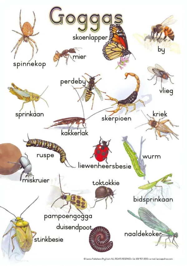 Goggas - Afrikaans - Wall Chart - A1 Laminated