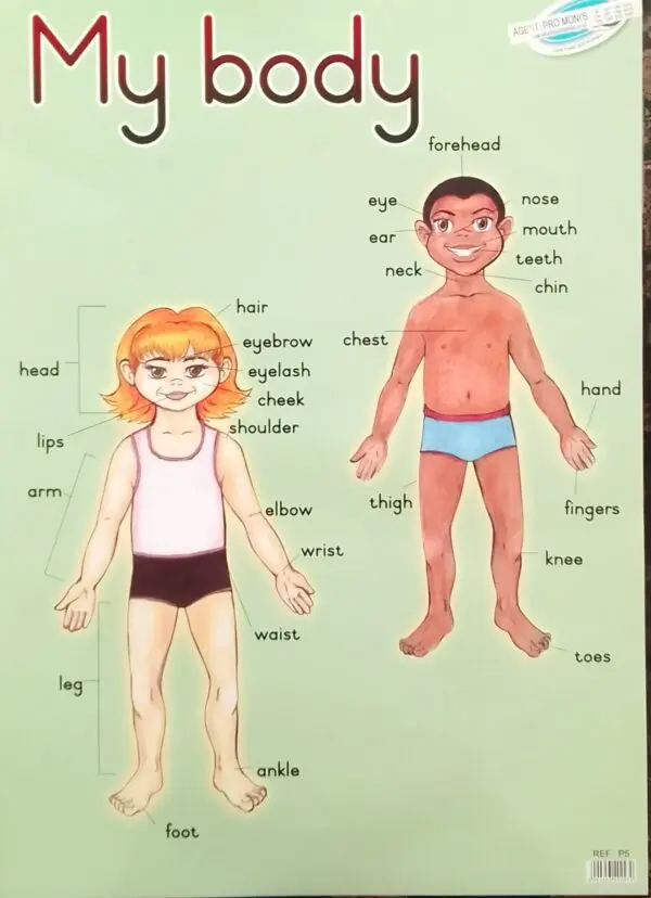 My Body - Wall Chart - Laminated (+-480X680mm)