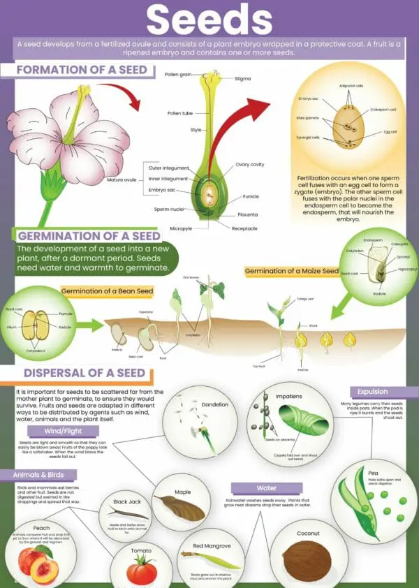 Seeds - Wall Chart - Laminated 76cm x 52cm