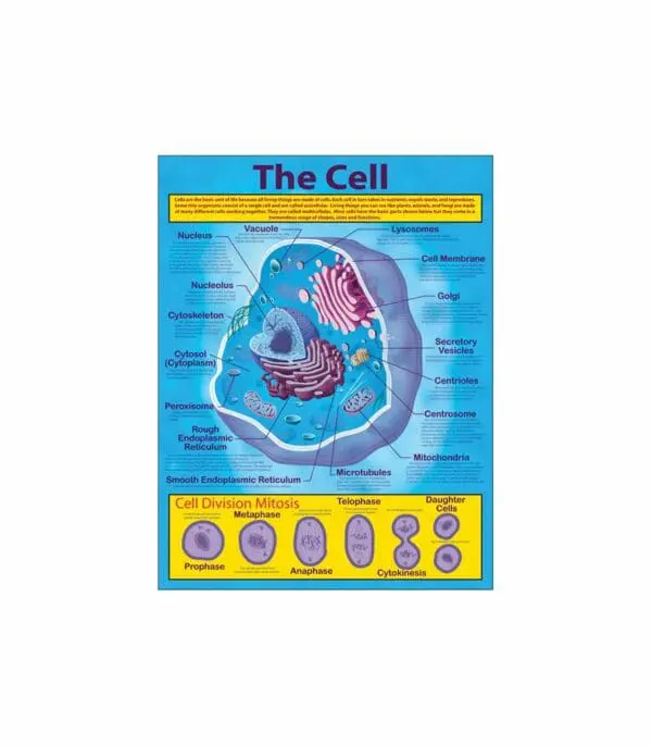 The Cell - Wall Chart - +/-43x56cm