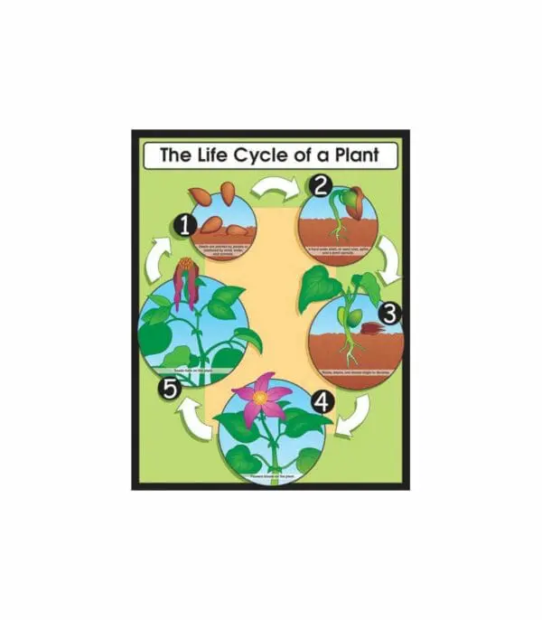 Life Cycle of a Plant - Wall Chart - +/-43x56cm