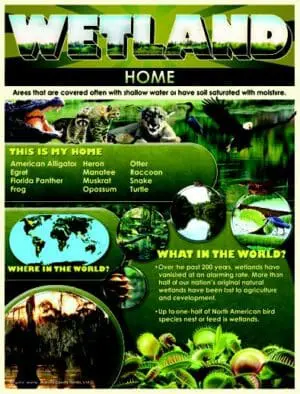 Wetland Home - Wall Chart