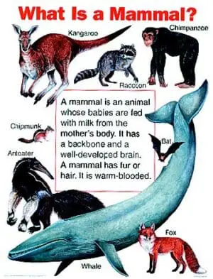 What is a Mammal? - Wall Chart