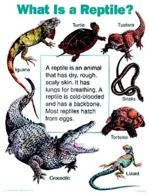 What is a Reptile? - Wall Chart