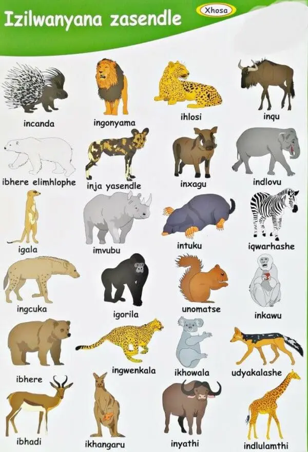 Izilwanyana Zasendle - Wild Animals - Wall Chart - Laminated