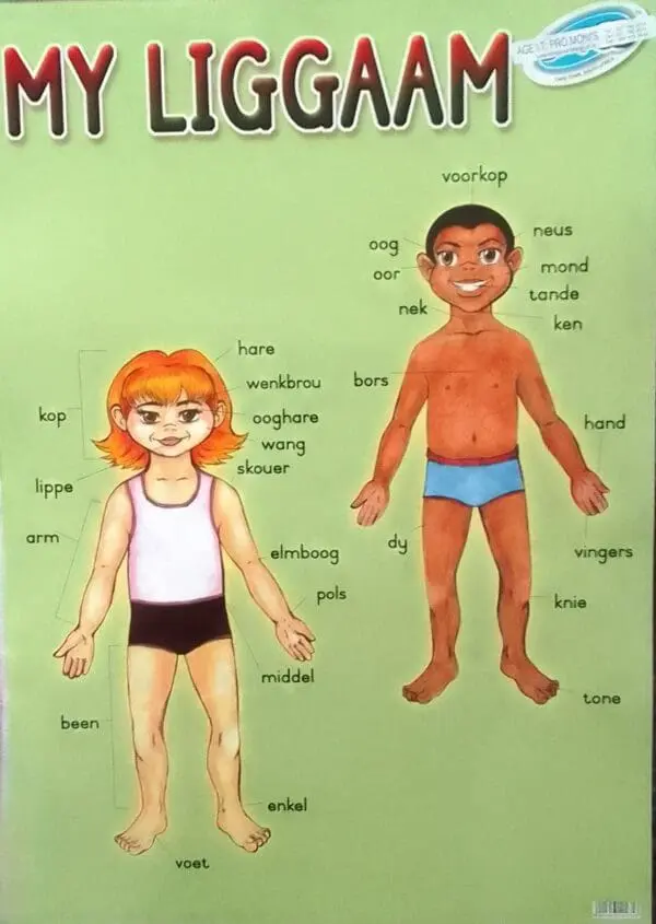 My Liggaam - Afrikaans - Wall Chart - Laminated (680mm x 480mm)