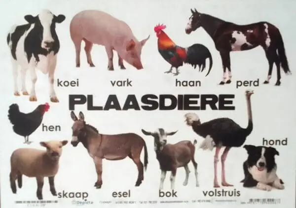 Plaasdiere - Afrikaans - Wall Charts - Laminated (320mm x 455mm)