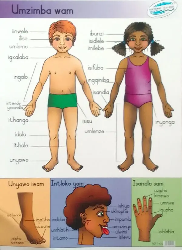 Umzimba Wam - My Body - Wall Chart
