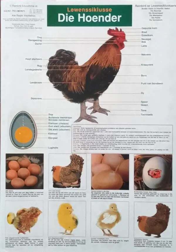 Die Hoender Lewenssiklusse - Wall Chart - Laminated 41x59cm