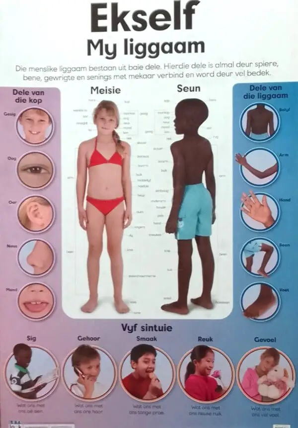 My Liggaam - Afrikaans - Wall Chart