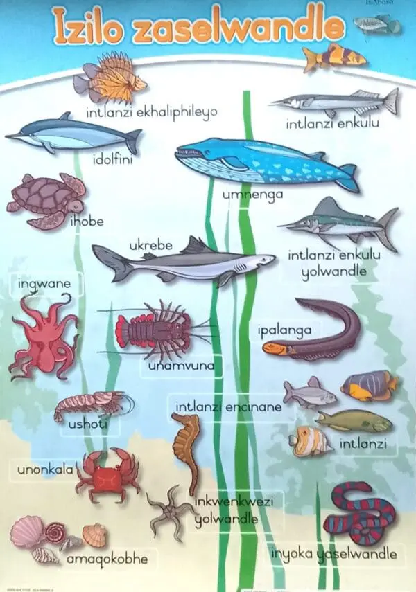 Izilo zaselwandla - Sea animals - Wall Chart - A1 Laminated