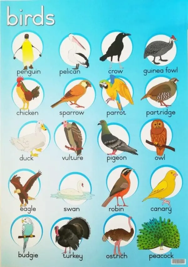 Birds - Wall Chart - Laminated (+-480X680mm)