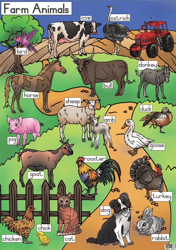 Farm Animals - Wall Chart - Laminated (+- 480X680mm)