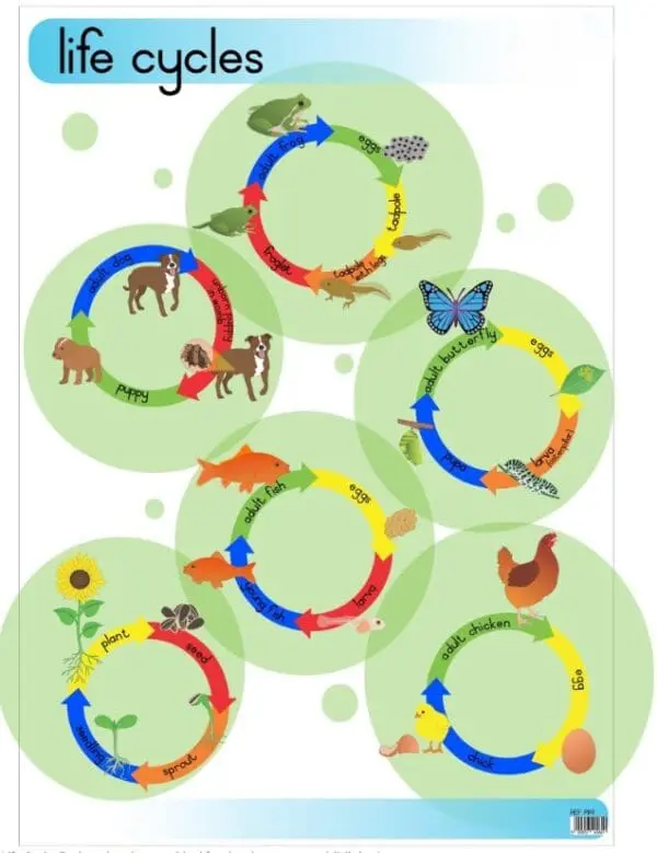 Life Cycles - Wall Chart - Laminated (+- 480X680mm)