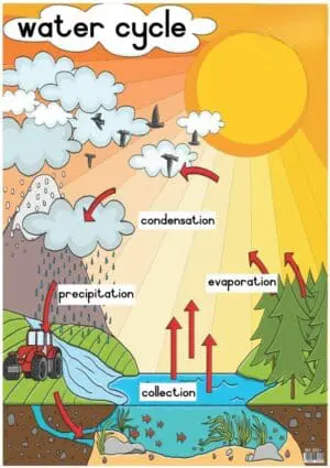 Water Cycle - Wall Chart - Laminated (+- 480X680mm)