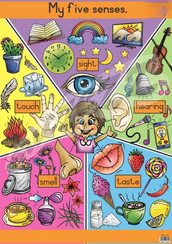 My Five Senses - Wall Chart - Laminated (+-480X680mm)
