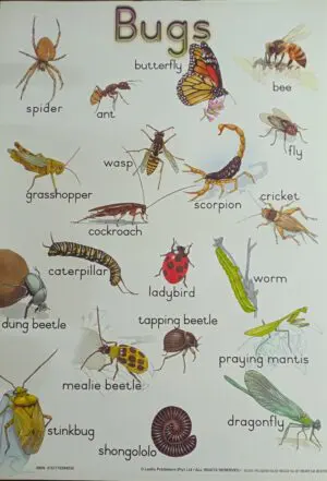 Bugs - Wall Chart - A1 Laminated - Clearance Sale!!!