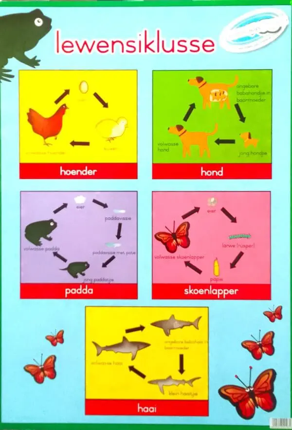 Lewensiklusse - Wall Chart - Laminated (+-480X680mm) - Clearance Sale!!! (Used for Display)