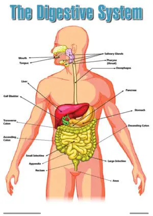 The Digestive System - Wall Chart – Clearance Sale!!!