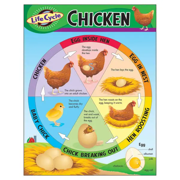 Life Cycle of a Chicken - Wall Chart