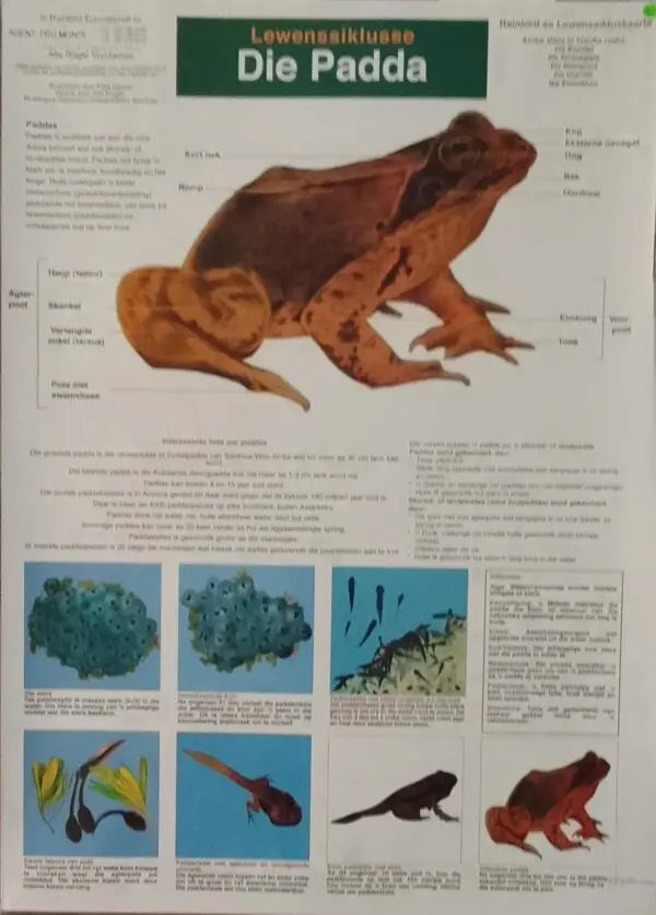 Die Padda - Wall Chart - Laminated - Clearance Sale