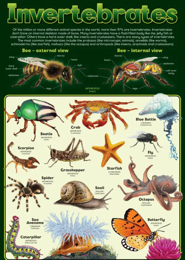 Invertebrates - Wall Chart - Laminated 76cm x 52cm