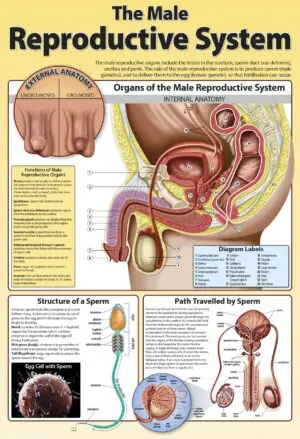 The Male Reproductive System - Laminated 76cm x 52cm