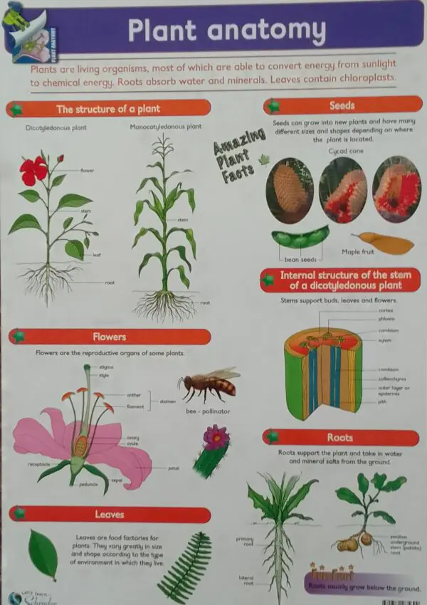 Plant Anatomy - Wall Chart - 76cm x 52cm - Clearance Sale