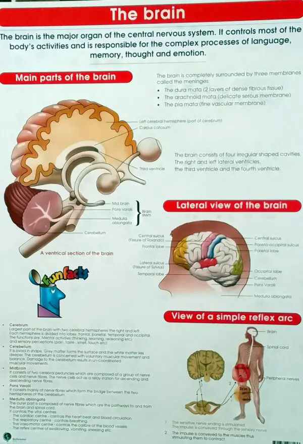 The Brain - Wall Chart - 76cm x 52cm - Clearance Sale