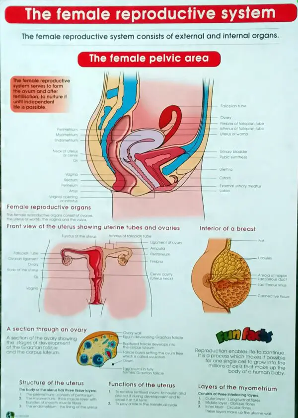 The Female Reproductive System - 76cm x 52cm - Clearance Sale