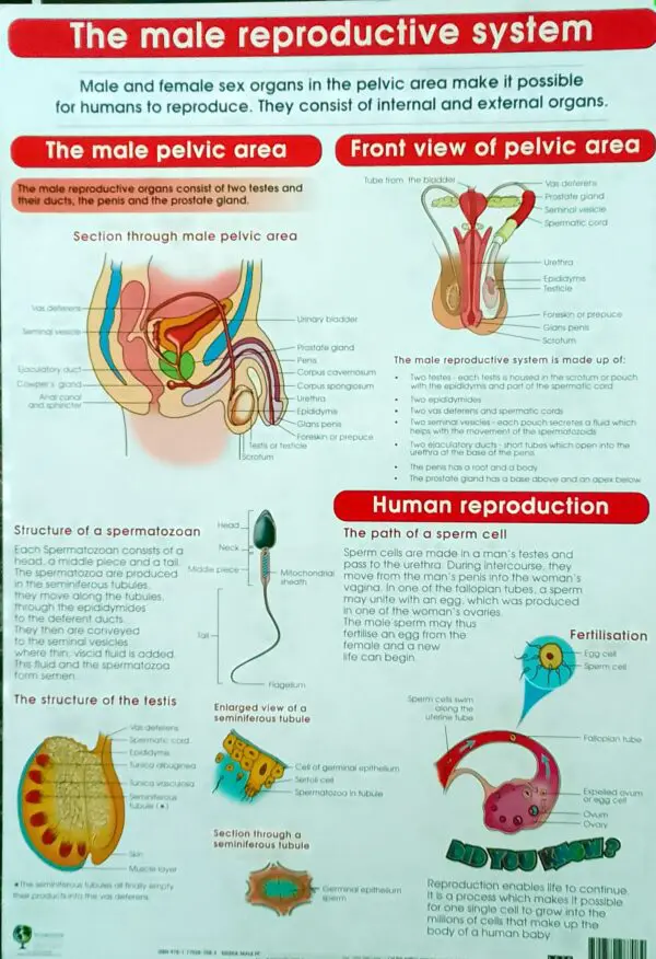 The male Reproductive System
