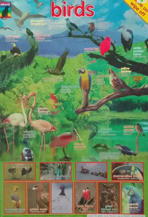 Birds - Wall Chart - Laminated 76cm x 52cm - Clearance Sale
