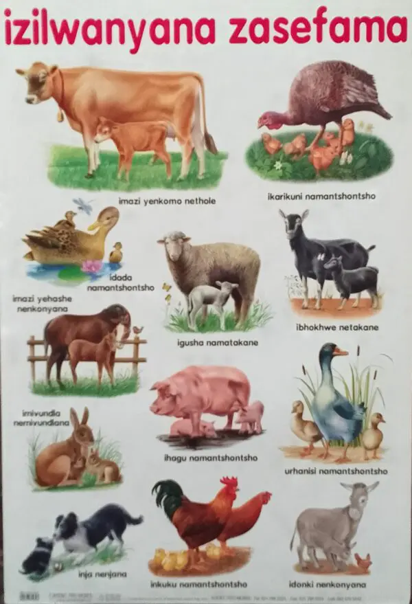 Farm Animals - Dual Wall Chart - 76cm x 52cm - Clearance Sale - Image 2