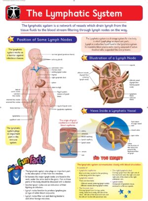 The Lymphatic System - Wall Chart - Laminated 76cm x 52cm