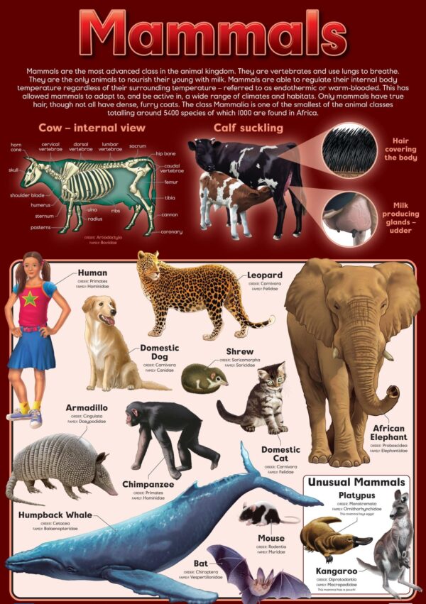 Mammals - Wall Chart – Laminated 76cm x 52cm
