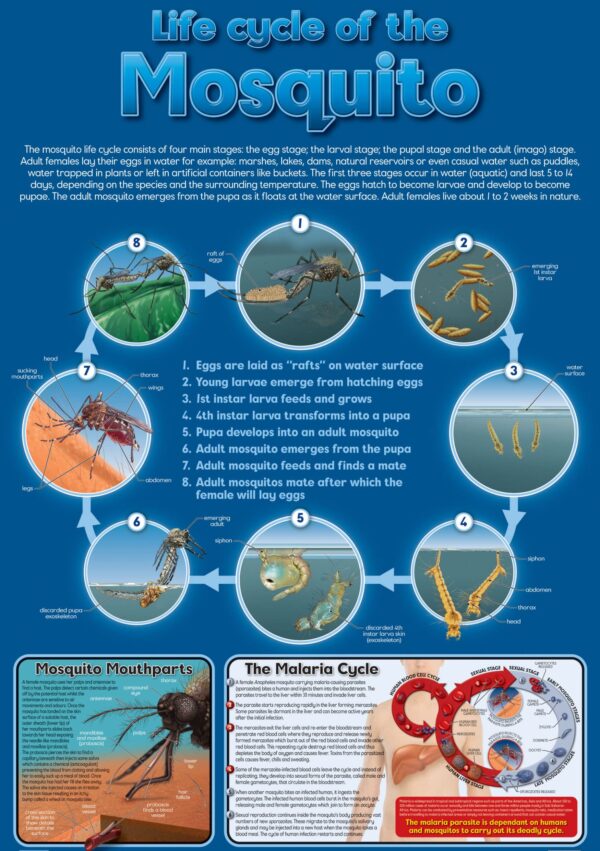 Life Cycle of the Mosquito - Wall Chart – Laminated 76cm x 52cm
