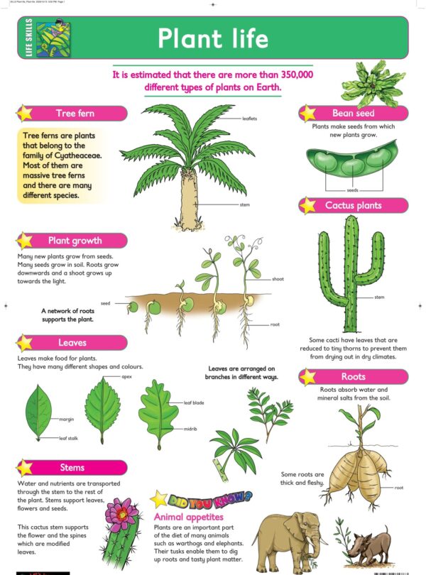 Plant Life - Wall Chart - 76cm x 52cm - Clearance Sale