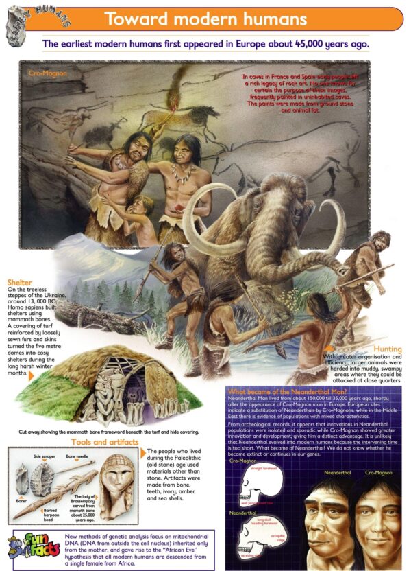 Toward Modern Humans- Wall Chart - Laminated 76cm x 52cm