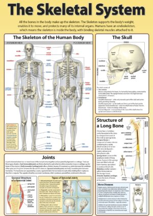The Skeletal System - Wall Chart - 76cm x 52cm